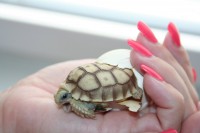 /album/sulcata/mala-sulkata-desert-rose-022-jpg/